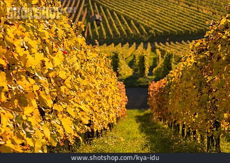 
                Herbst, Weinberg, Weinanbau                   