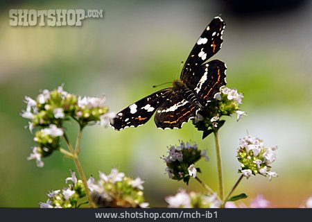 
                Schmetterling, Landkärtchen                   