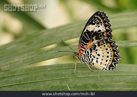 
                Schmetterling, Cethosia Hypsea                   