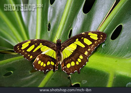 
                Schmetterling, Malachitfalter                   