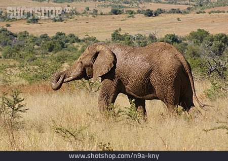 
                Elefant, Savanne, Afrikanischer Elefant                   