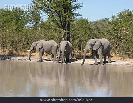 
                Wasserstelle, Elefant, Moremi-wildreservat                   