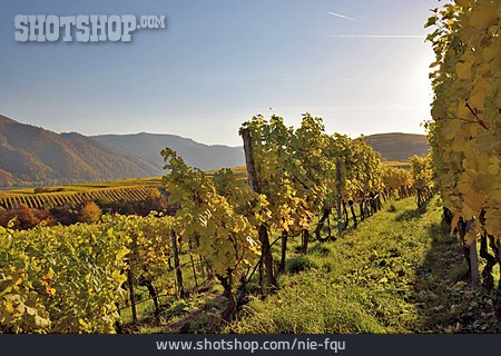 
                Weinanbaugebiet, Niederösterreich                   