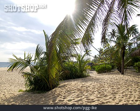 
                Strand, Palmen, Sri Lanka                   