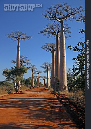 
                Affenbrotbaum, Allee Der Baobabs                   