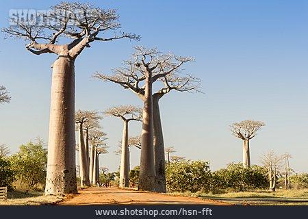 
                Affenbrotbaum, Allee Der Baobabs                   