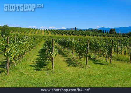 
                Weinberge, Weinanbaugebiet                   