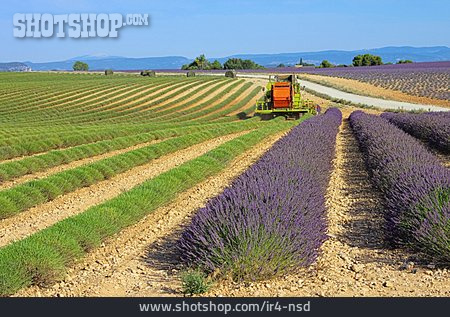 
                Landwirtschaft, Lavendel, Lavendelfeld                   