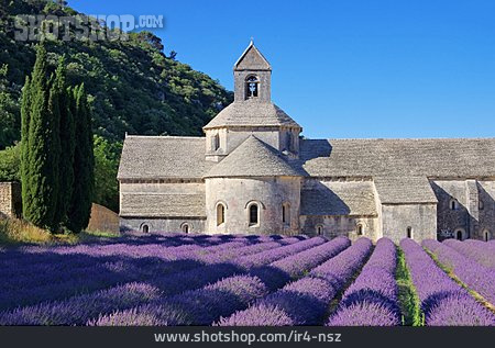 
                Kloster, Provence, Lavendelfeld, Senanque                   