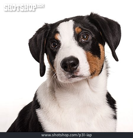 
                Tierportrait, Hund, Appenzeller Sennenhund                   