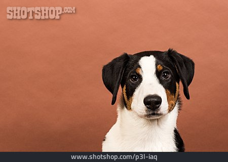 
                Appenzeller Sennenhund                   