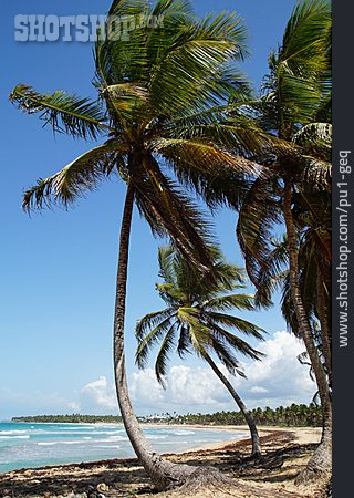 
                Palmen, Karibik, Karibisches Meer                   