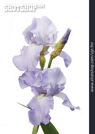 
                Iris, Schwertlilienblüte                   