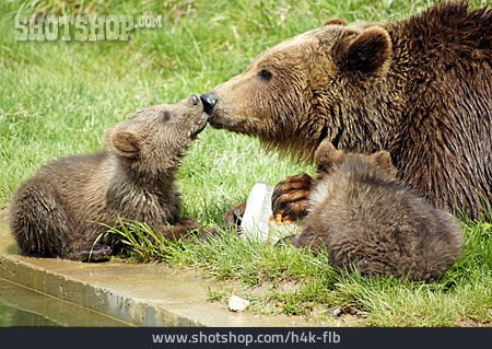 
                Tierfamilie, Braunbär                   
