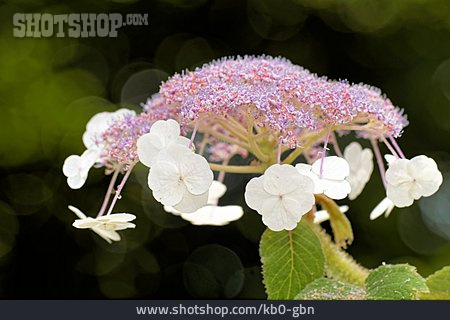 
                Hortensie, Samthortensie                   