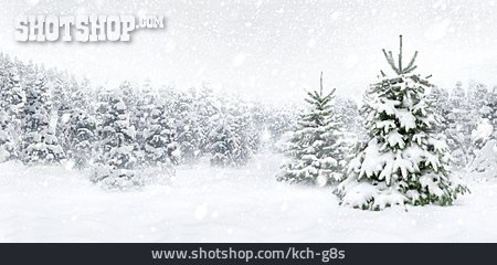 
                Winter, Schnee, Tannenbaum, Schneefall                   