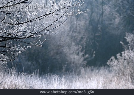 
                Winter, Winterlandschaft, Frost                   
