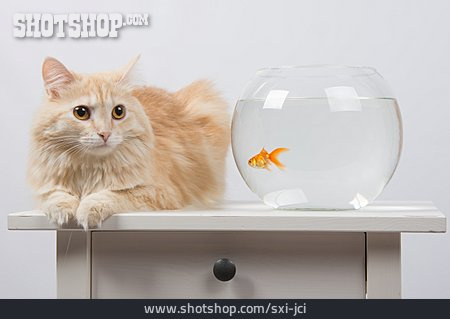 
                Haustier, Katze, Goldfisch                   
