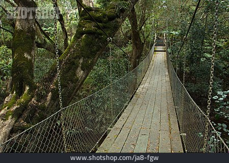 
                Hängebrücke, Regenwald, Mckenzie River Rainforest Walk                   