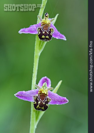
                Orchideengewächs, Hummel-ragwurz                   