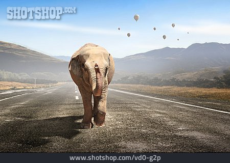 
                Freiheit, Surreal, Elefant                   