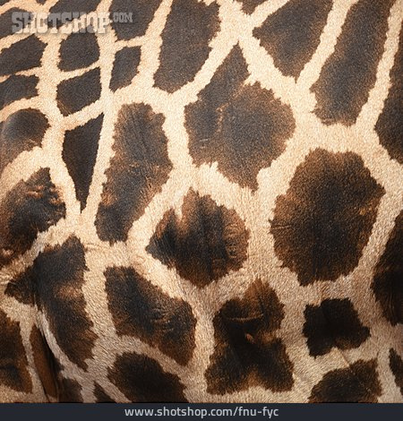 
                Muster, Giraffe                   