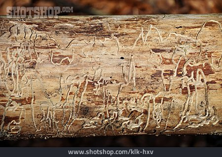 
                Holz, Borkenkäfer, Schädlingsbefall                   