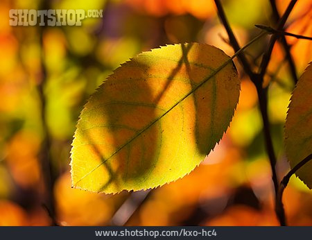 
                Herbstblatt, Blattfärbung                   