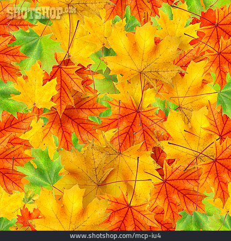 
                Herbst, Herbstfarben, Ahornblätter                   
