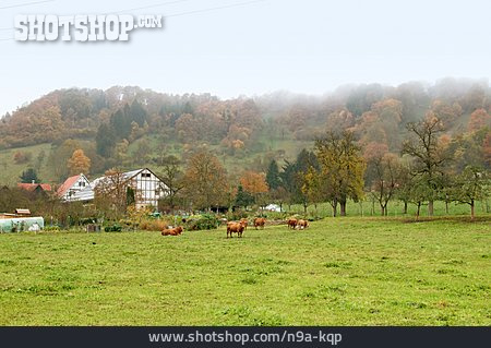 
                Weide, Bauernhof, Kühe, Süddeutschland                   