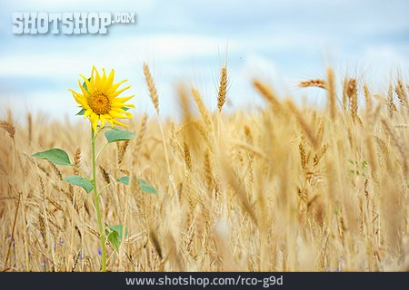 
                Sonnenblume, Weizenfeld                   