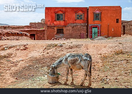 
                Nordafrika, Esel, Marokko                   