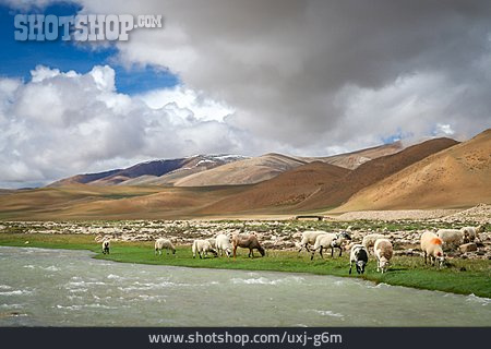 
                Schafherde, Hochland, Himalaya                   