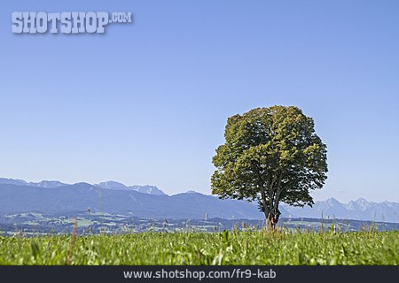 
                Ahornbaum, Hohenpeißenberg                   