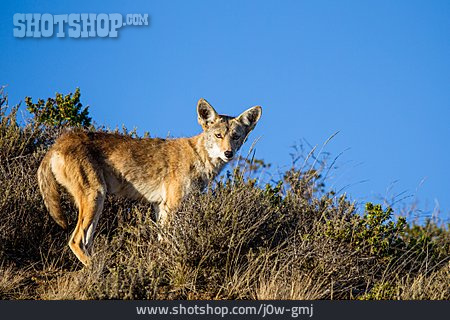 
                Wildtier, Kojote                   