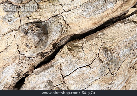 
                Holz, Baumstamm, Maserung                   