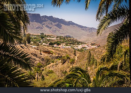 
                Palmen, Gran Canaria, Fataga                   