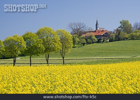 
                Kirche, Rapsfeld, Berchtesgadener Land, Steinhögl                   
