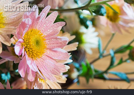 
                Blüten, Chrysantheme                   