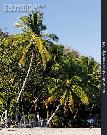 
                Palmen, Karibikküste                   
