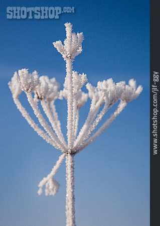 
                Pflanze, Frost, Eiskristalle                   