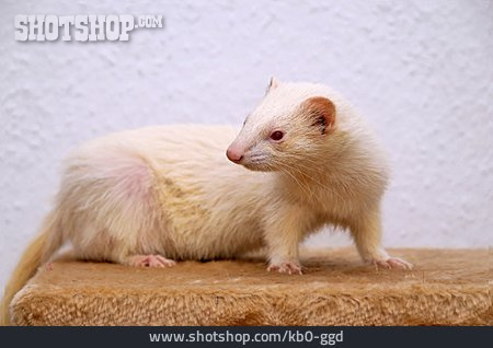 
                Albino, Frettchen                   