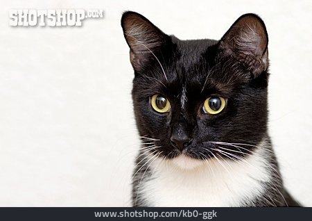 
                Katze, Hauskatze, Tierporträt                   