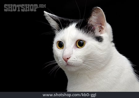 
                Katze, Hauskatze, Tierporträt                   