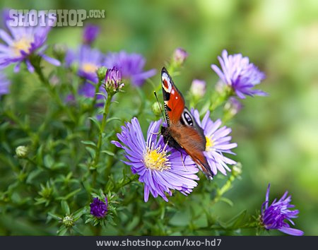 
                Schmetterling, Herbstaster                   