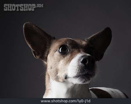 
                Tierportrait, Jack Russell Terrier                   