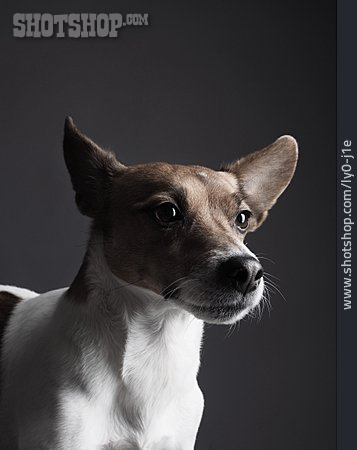 
                Haustier, Jack Russell Terrier                   