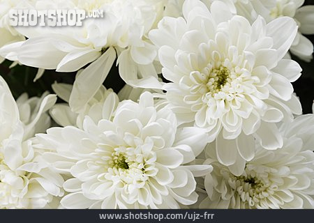 
                Weiß, Chrysantheme                   
