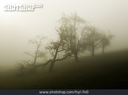 
                Baum, Nebel, Herbststimmung                   