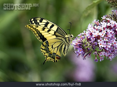 
                Schmetterling, Schwalbenschwanz                   